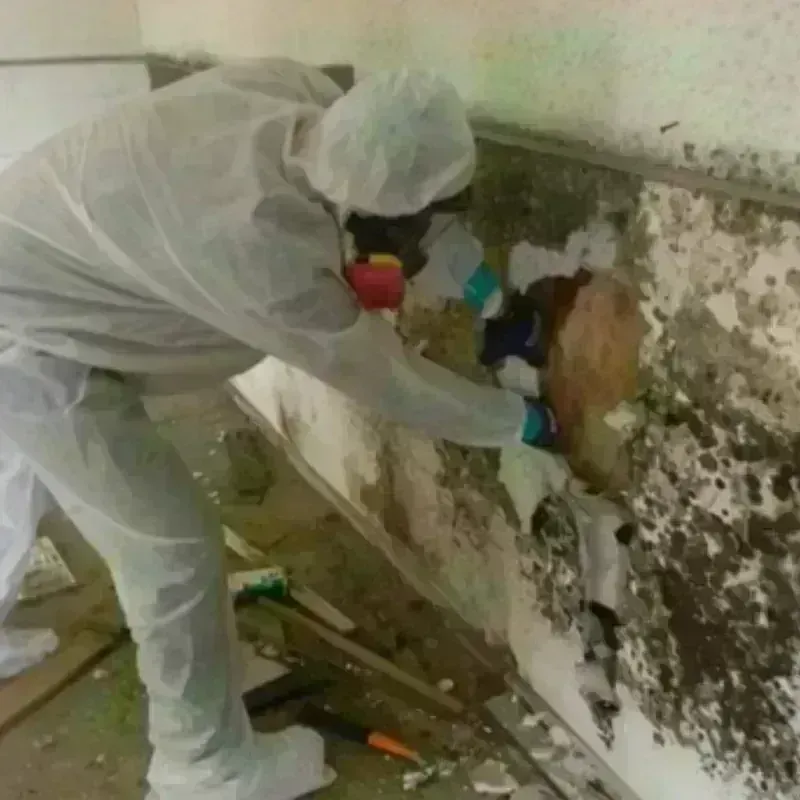 Mold Remediation and Removal in West Concord, MA